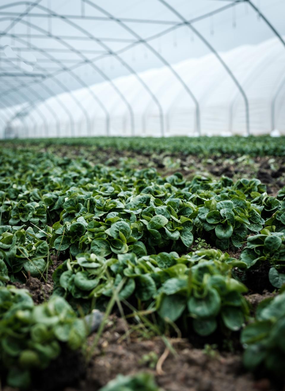 greenhouse